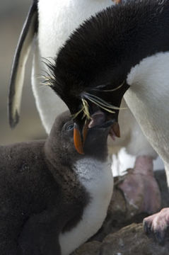 Image of Rockhopper Penguin