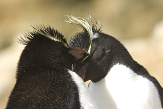 Image of Rockhopper Penguin