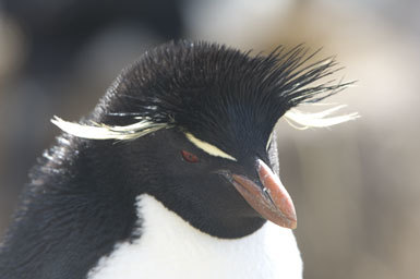 Image of Rockhopper Penguin
