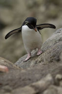 Image of Rockhopper Penguin