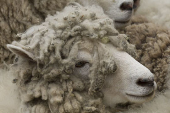 Image of Domestic Sheep