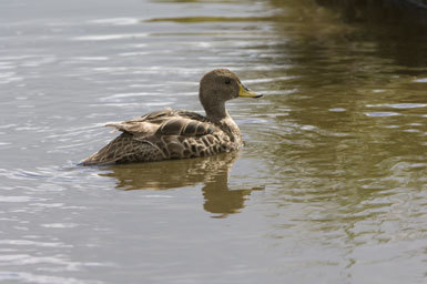 Image of South Georgia Pintail