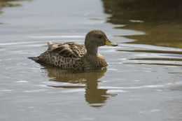 Image of South Georgia Pintail