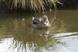 Image of South Georgia Pintail