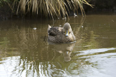 Image of South Georgia Pintail