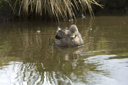 Image of South Georgia Pintail