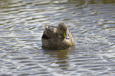 Image of South Georgia Pintail