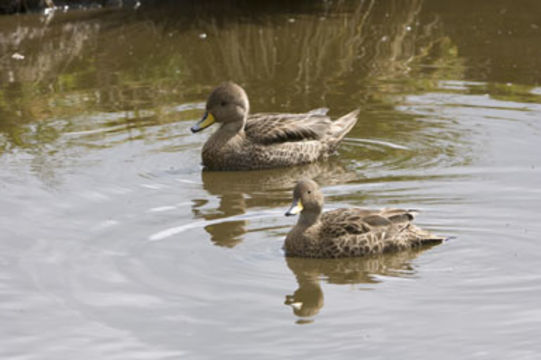 Image of South Georgia Pintail