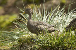 Image of South Georgia Pintail