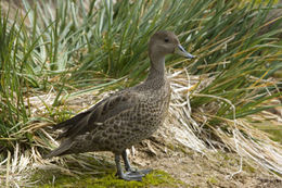 Image of South Georgia Pintail