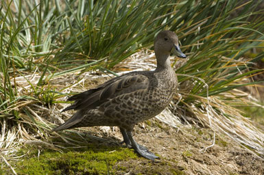 Image of South Georgia Pintail