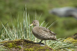 Image of South Georgia Pintail