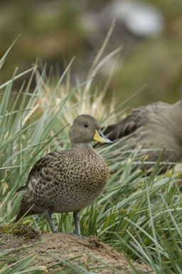 Image of South Georgia Pintail