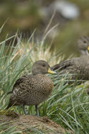 Image of South Georgia Pintail