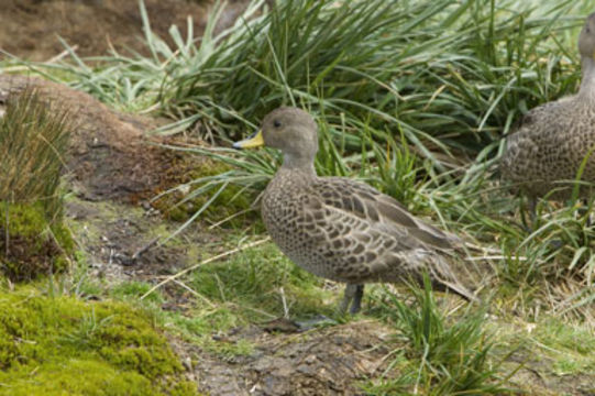 Image of South Georgia Pintail