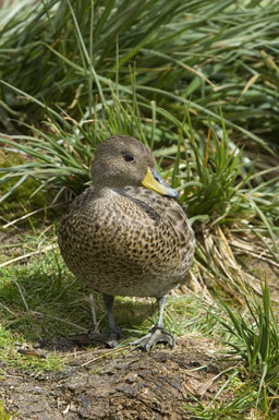 Image of South Georgia Pintail