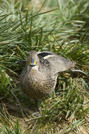 Image of South Georgia Pintail