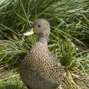 Image of South Georgia Pintail