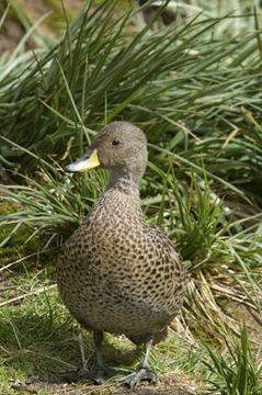 Image of South Georgia Pintail