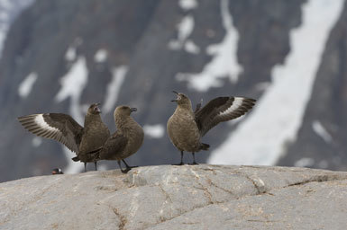 Image of South Polar Skua