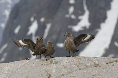 Image of South Polar Skua