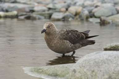 Image of South Polar Skua