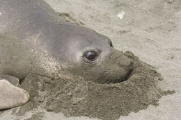 Image of South Atlantic Elephant-seal