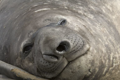 Image of South Atlantic Elephant-seal