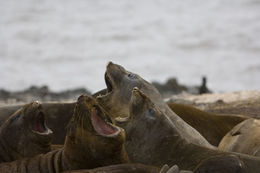 Image of South Atlantic Elephant-seal