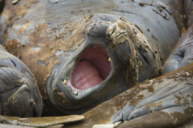 Image of South Atlantic Elephant-seal