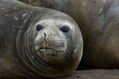 Image of South Atlantic Elephant-seal