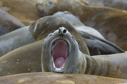 Image of South Atlantic Elephant-seal