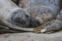 Image of South Atlantic Elephant-seal