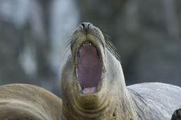 Image of South Atlantic Elephant-seal