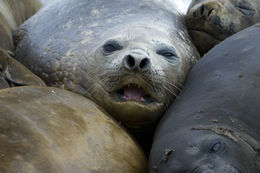 Image of South Atlantic Elephant-seal