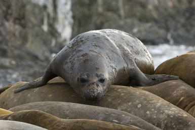 Image of South Atlantic Elephant-seal