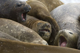 Image of South Atlantic Elephant-seal