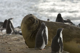 Image of South Atlantic Elephant-seal