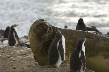 Image of South Atlantic Elephant-seal