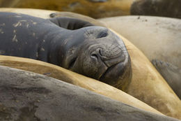 Image of South Atlantic Elephant-seal