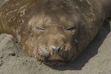 Image of South Atlantic Elephant-seal