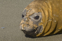 Image of South Atlantic Elephant-seal