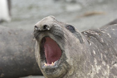 Image of South Atlantic Elephant-seal