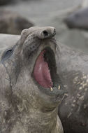 Image of South Atlantic Elephant-seal