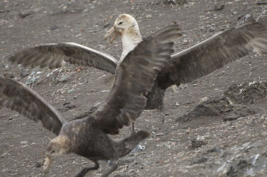 Image of Antarctic Giant-Petrel