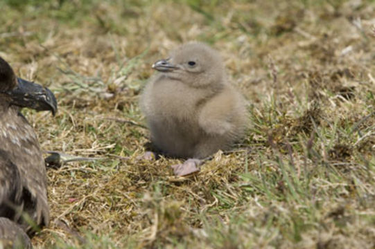 Image of Brown Skua