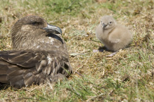 Image of Brown Skua