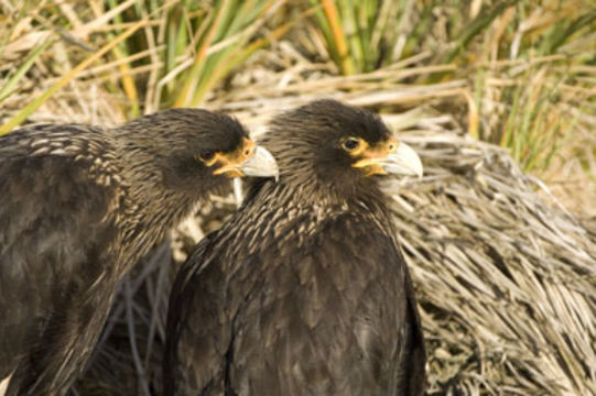 Image of Forster's Caracara