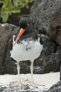 Image of Haematopus palliatus galapagensis Ridgway 1886