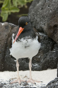 Image de Haematopus palliatus galapagensis Ridgway 1886